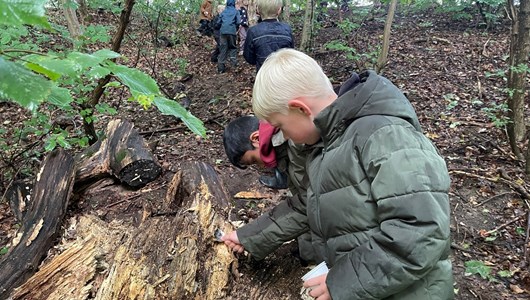 2. Klasse fra Ørum Skole undersøger en rådden træstub for liv til Børnefestival ved Naturskolen ved Hald.