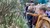 Børn fra Vestervang Skole besøger Miniregnskoven Hald Ege