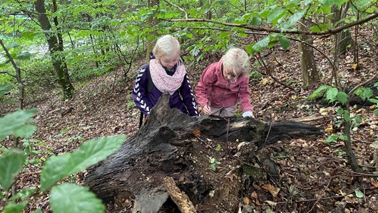 2. Klasse fra Ørum Skole undersøger skovbunden til Børnefestival ved Naturskolen ved Hald.